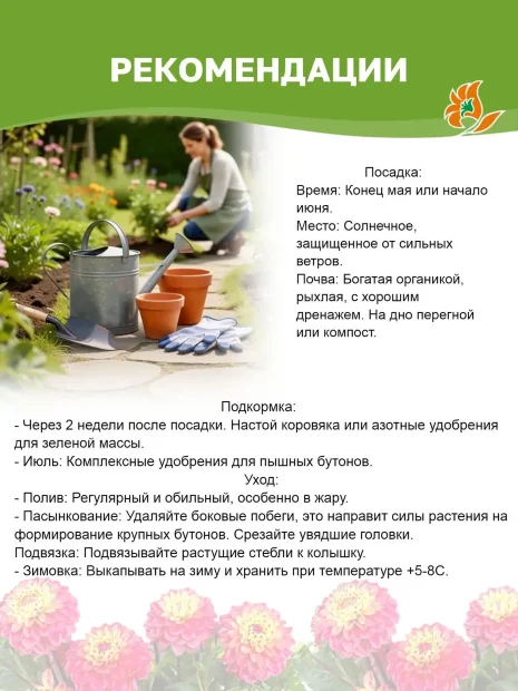 Георгин Коннелс Глориоза (декоративный)  