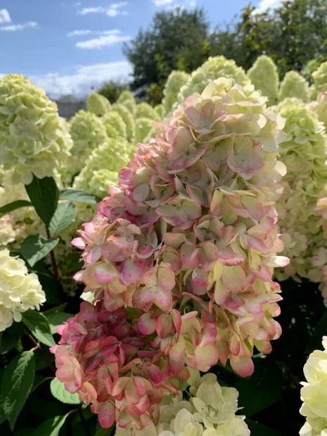 Гортензия Бонфаер (метельчатая) саженцы 