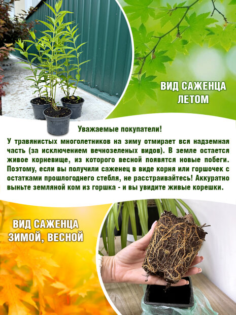 Флокс Рембранд 
